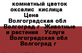 комнатный цветок оксалис (кислица) › Цена ­ 130 - Волгоградская обл., Волгоград г. Животные и растения » Услуги   . Волгоградская обл.,Волгоград г.